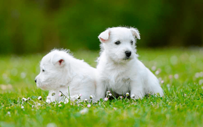 West Highland White Terrier (Westie)