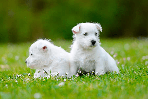 West Highland White Terrier (Westie)