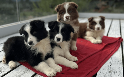 Border Collie