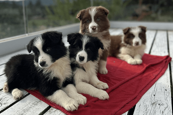 Border Collie