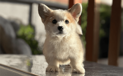 Welsh (Corgi)